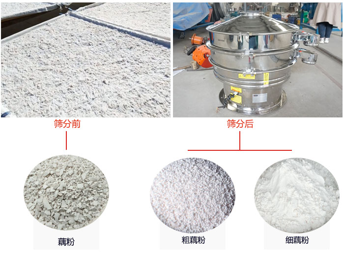 蓮藕淀粉曬干，采用304不銹鋼材質(zhì)藕粉振動(dòng)篩篩分后前后對(duì)比效果圖展示。
