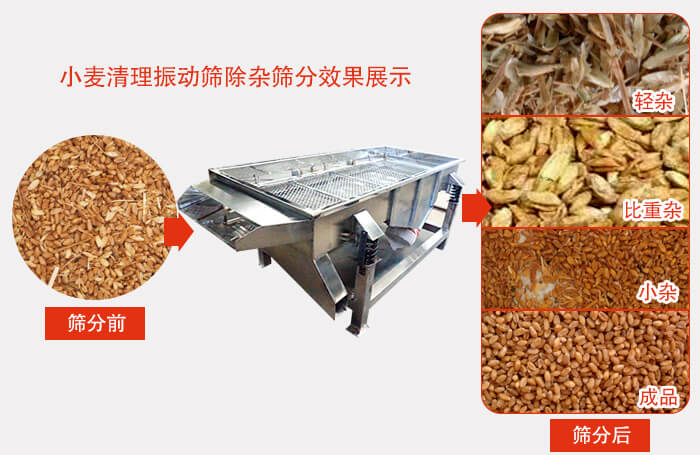 小麥清理振動篩小麥篩分效果展示圖可同時篩分出輕雜，比重雜，小雜，成品等四個等級。